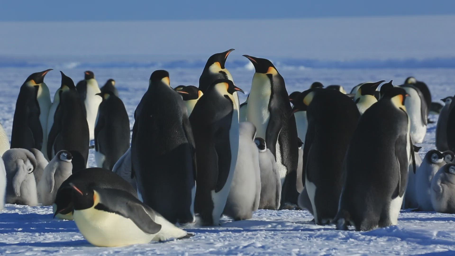 928189801 / Emperor Penguin / Standing / Water Bird