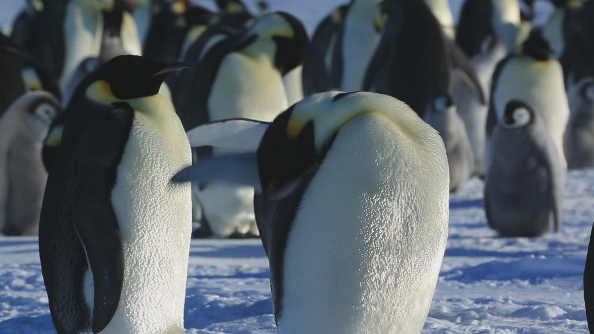 158945951 / Emperor Penguin / Cleansing / Standing