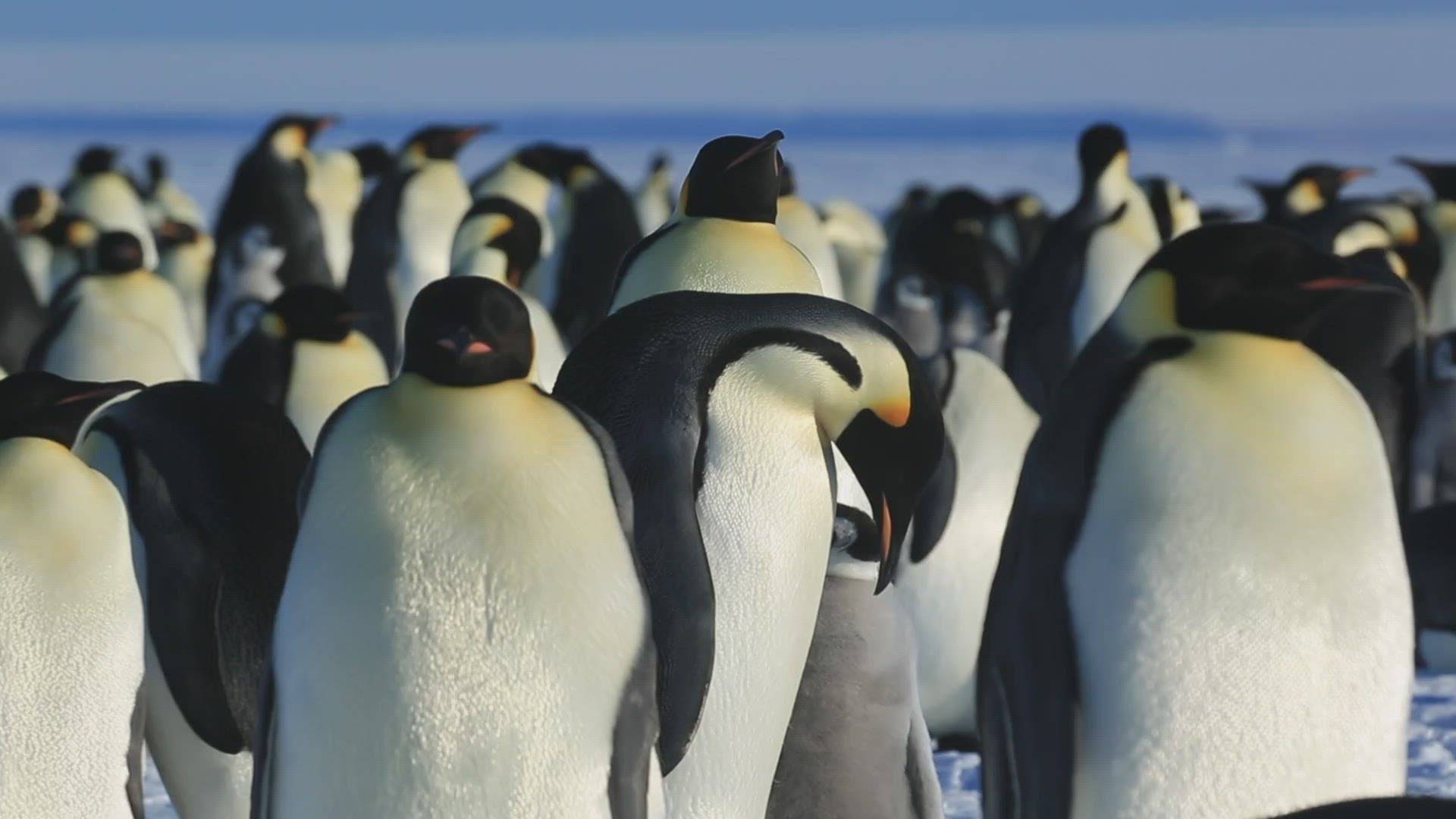 408494302 / Emperor Penguin / Standing / Repetition