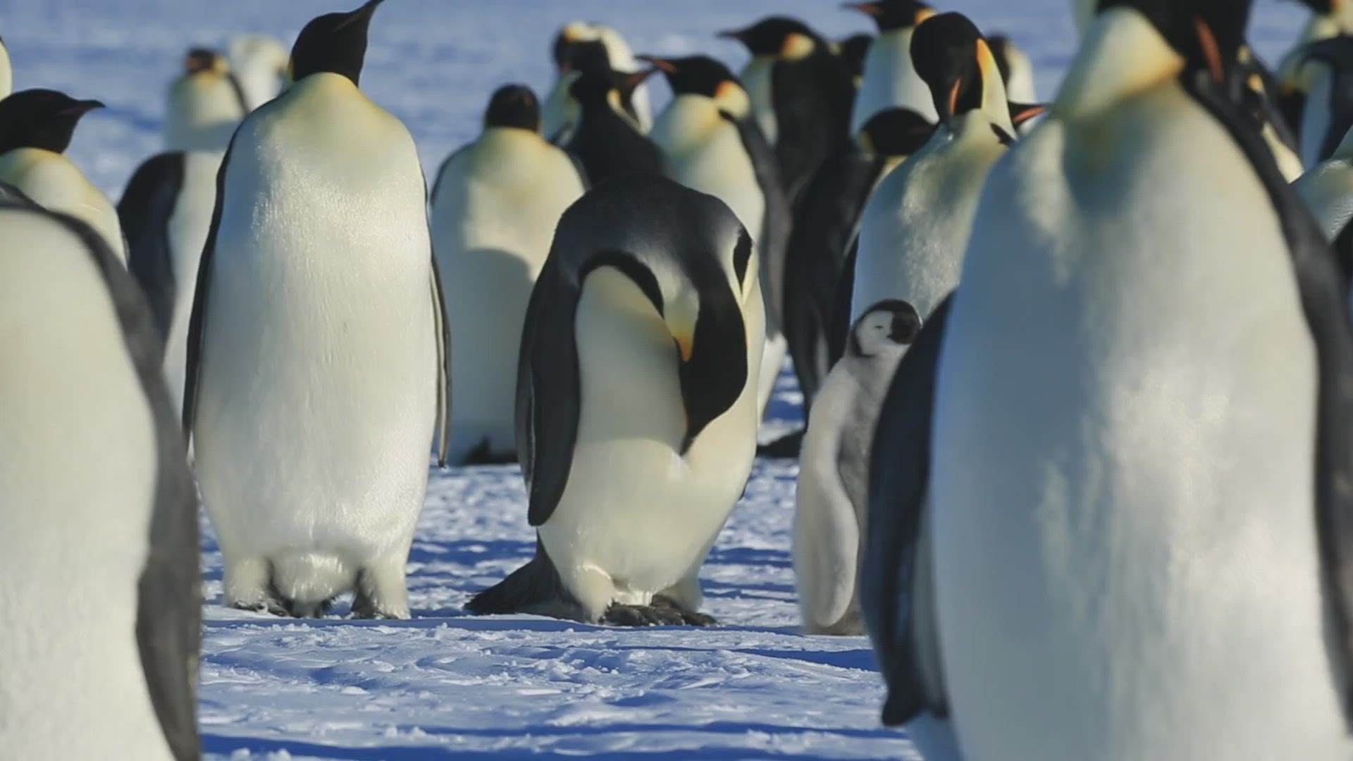 404807900 / Emperor Penguin / Standing / Water Bird