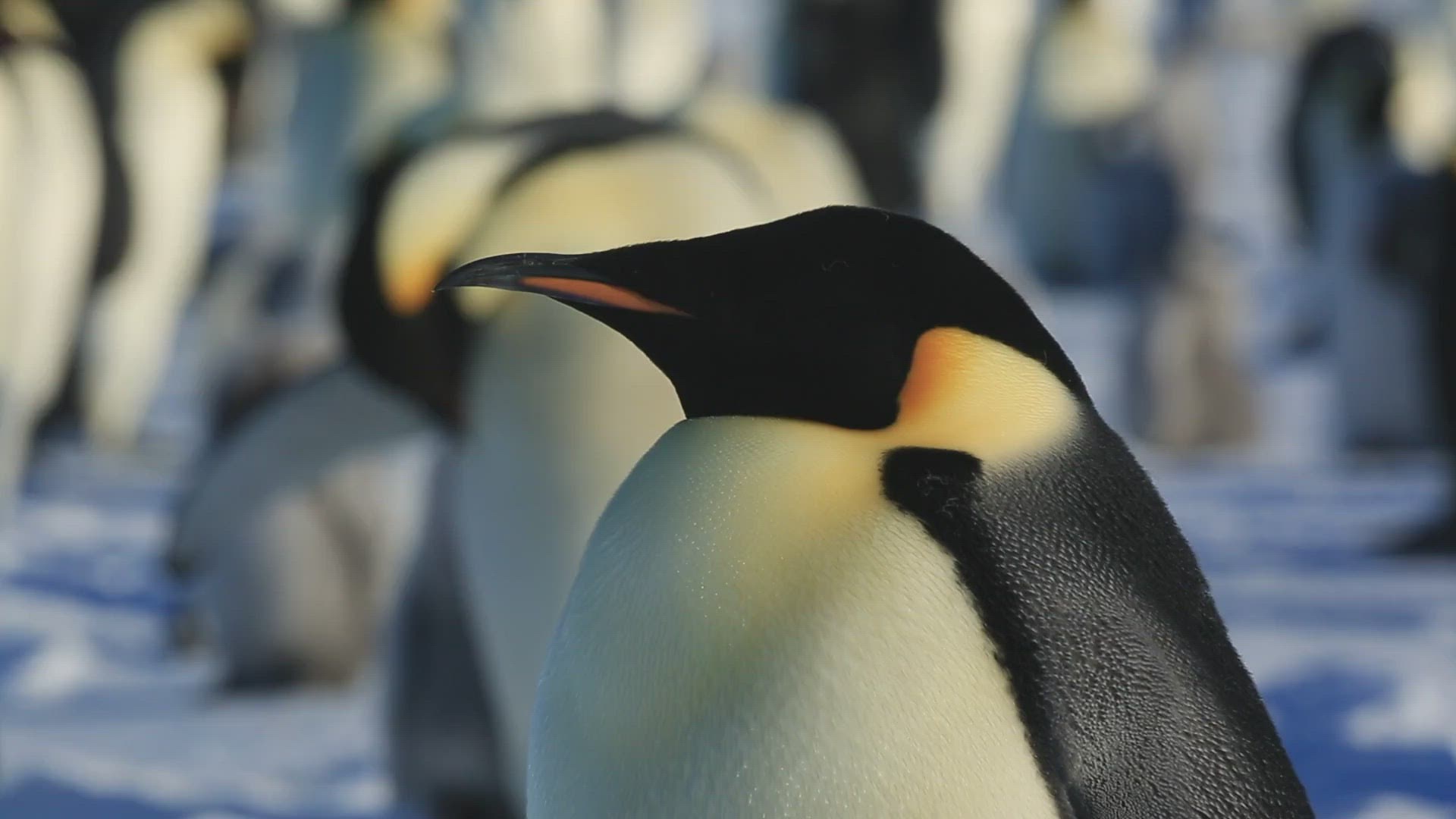 151161818 / Penguin / Emperor Penguin / Water Bird