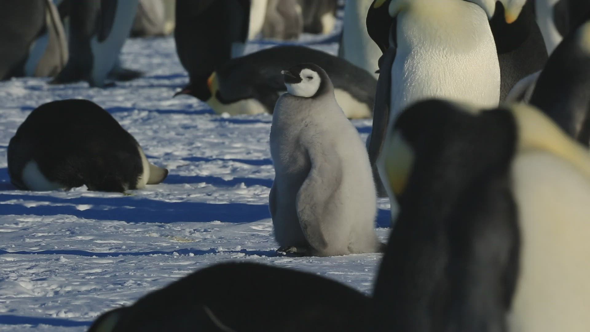 115712237 / Emperor Penguin / Cleansing / Standing