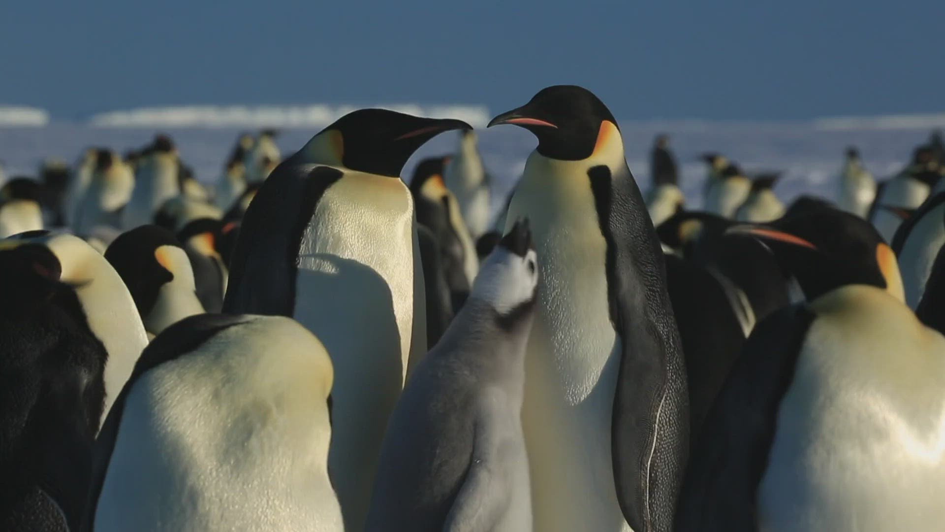 487763868 / Emperor Penguin / Communicating / Begging