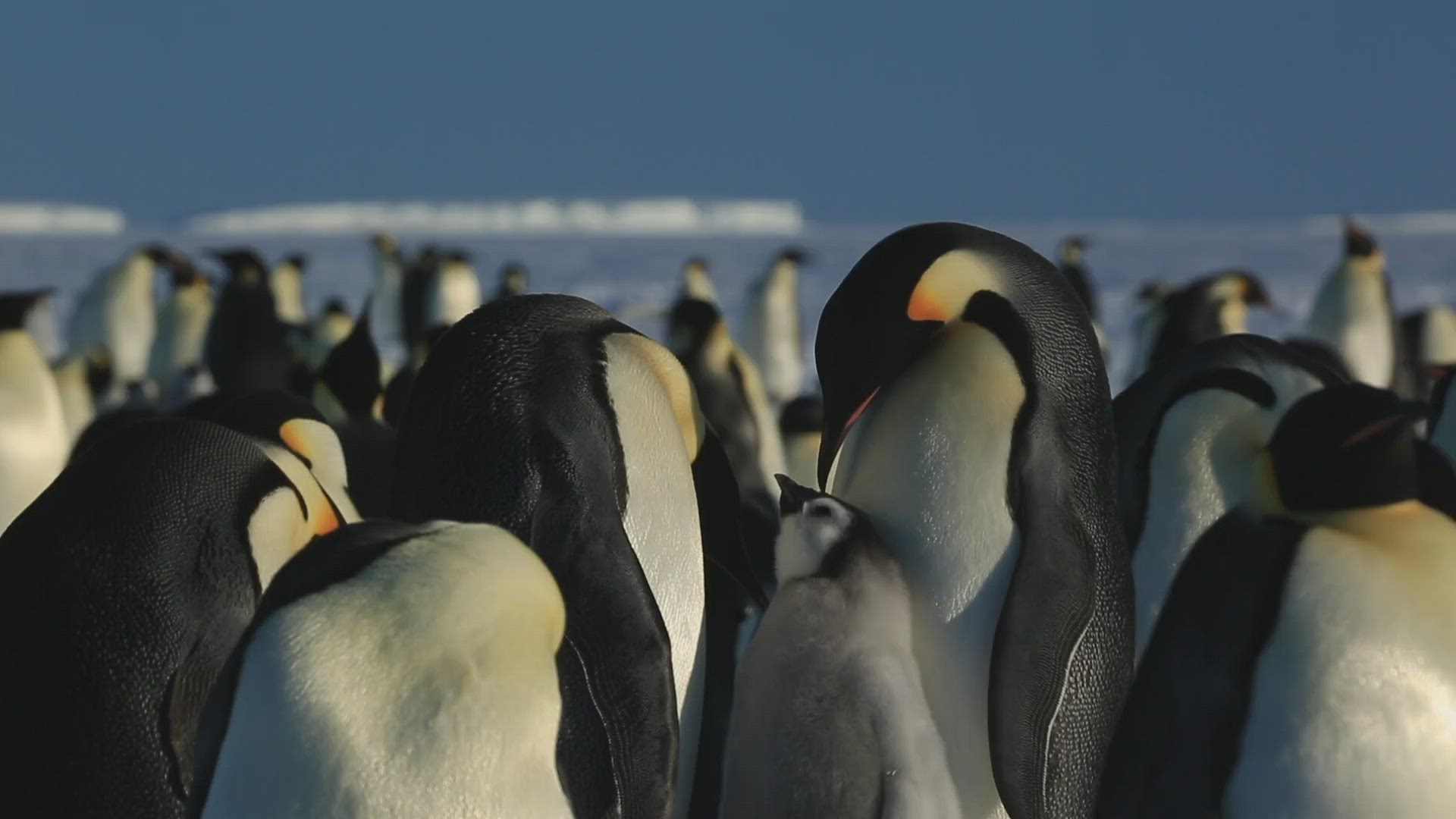964728389 / Emperor Penguin / Communicating / Begging