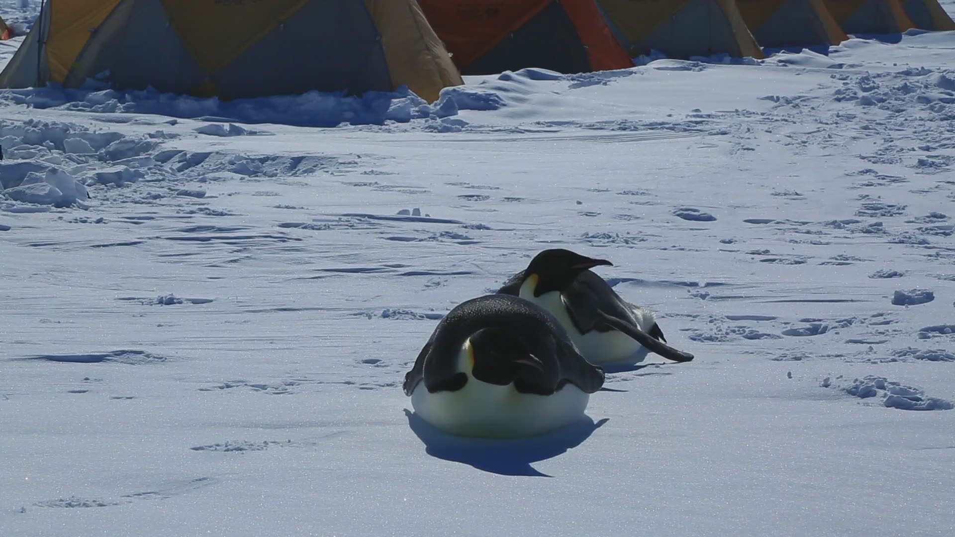 929315315 / Emperor Penguin / Lying / Water Bird