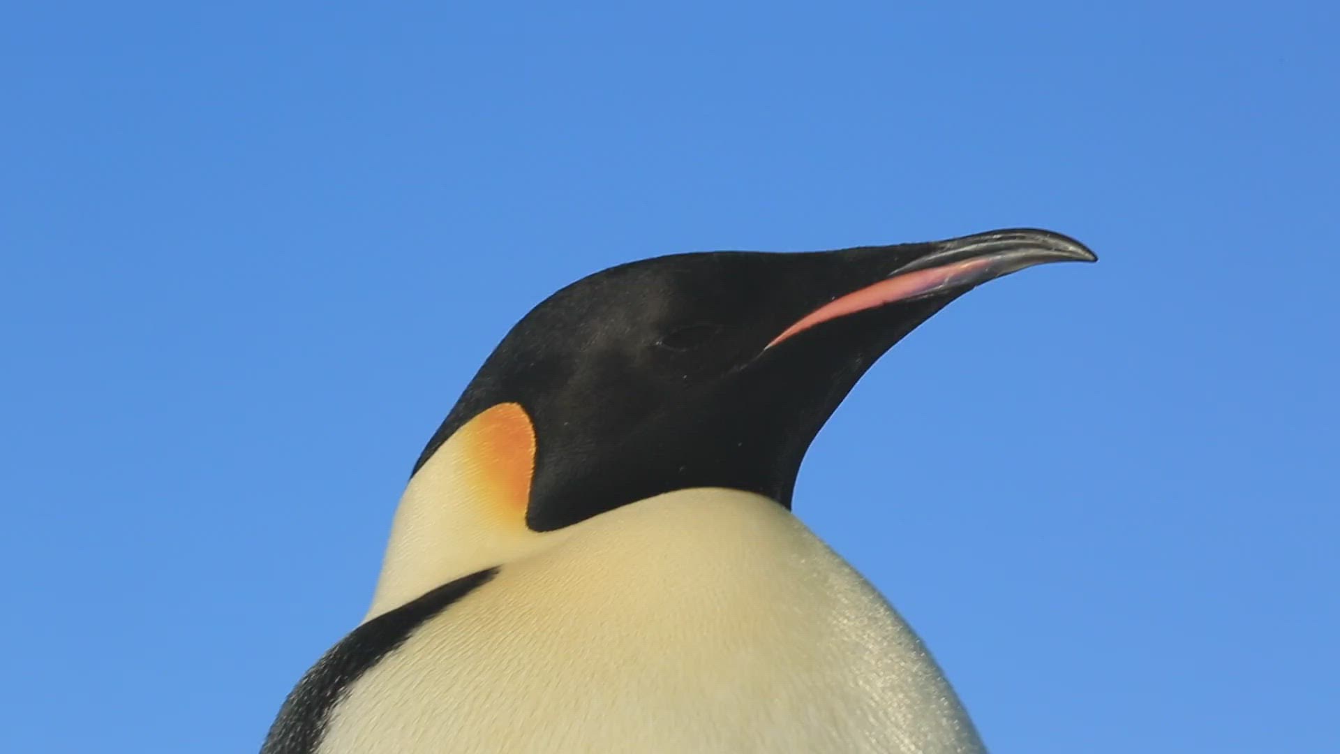 143134669 / Emperor Penguin / Walking / Water Bird