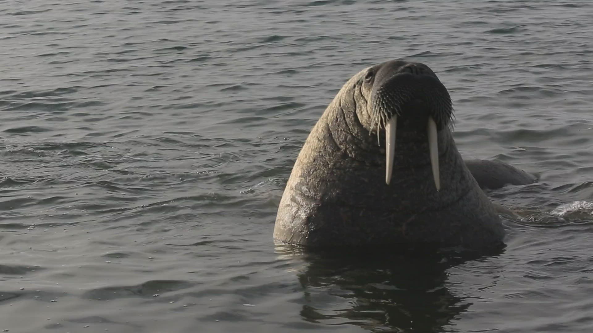460598039 / Walrus / Scratching / Antarctic