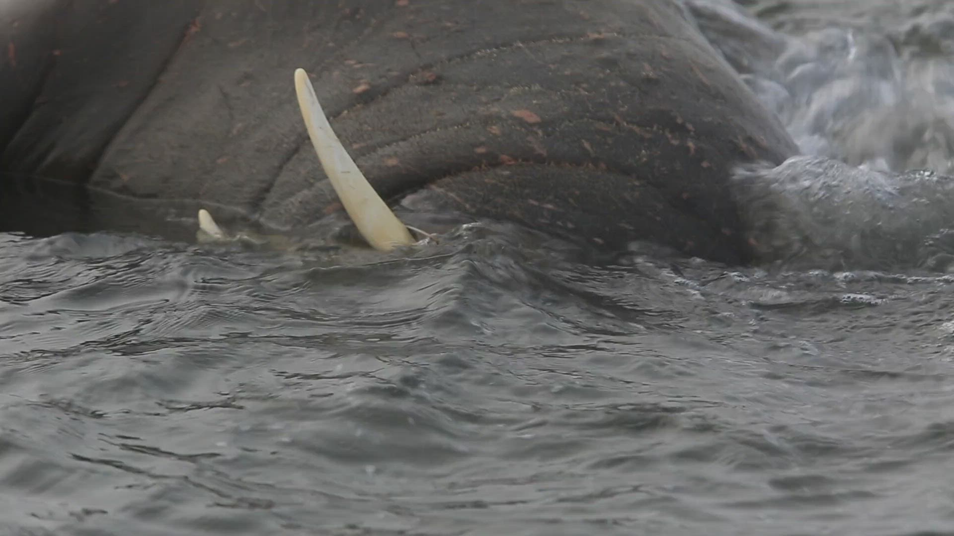 920414644 / Walrus / Scratching / Antarctic