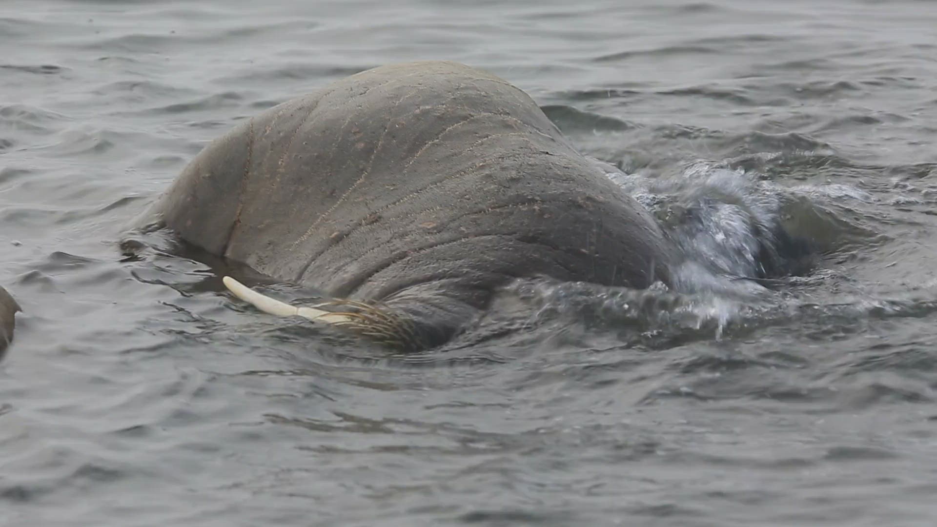 471329722 / Walrus / Scratching / Antarctic