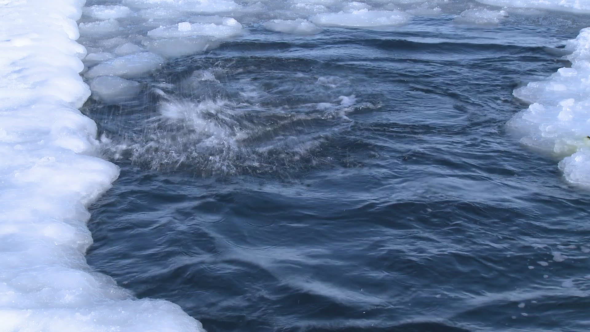 884195155 / Emperor Penguin / Swimming / Antarctic