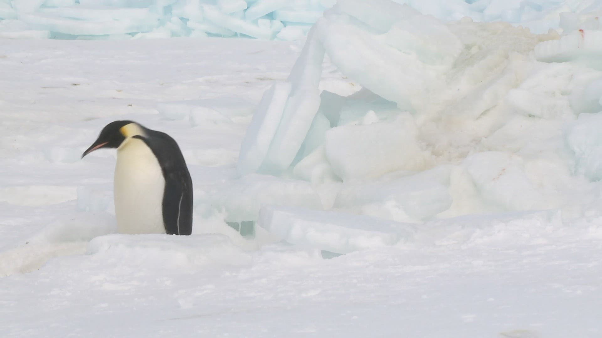 835555815 / Emperor Penguin / Waddling / Antarctic