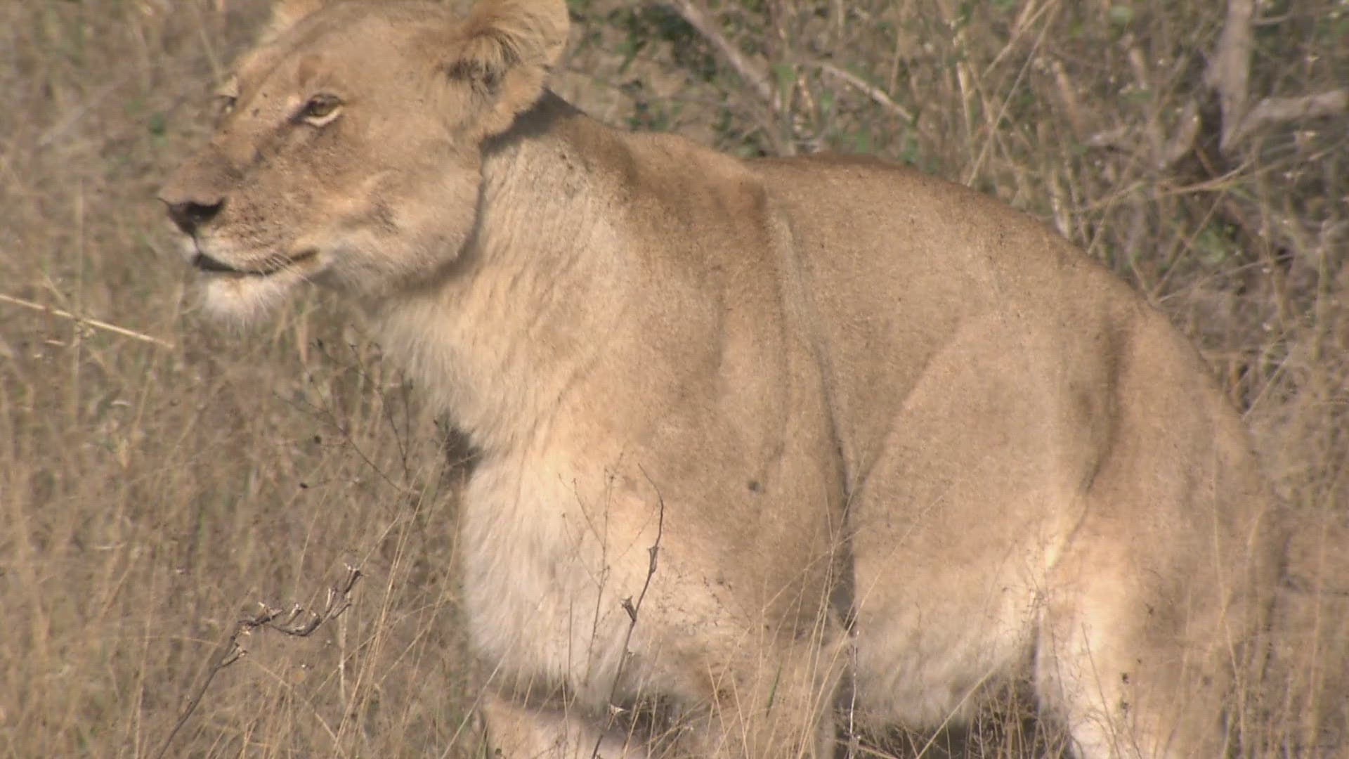 748555956 / Lioness / Urinating / South Africa