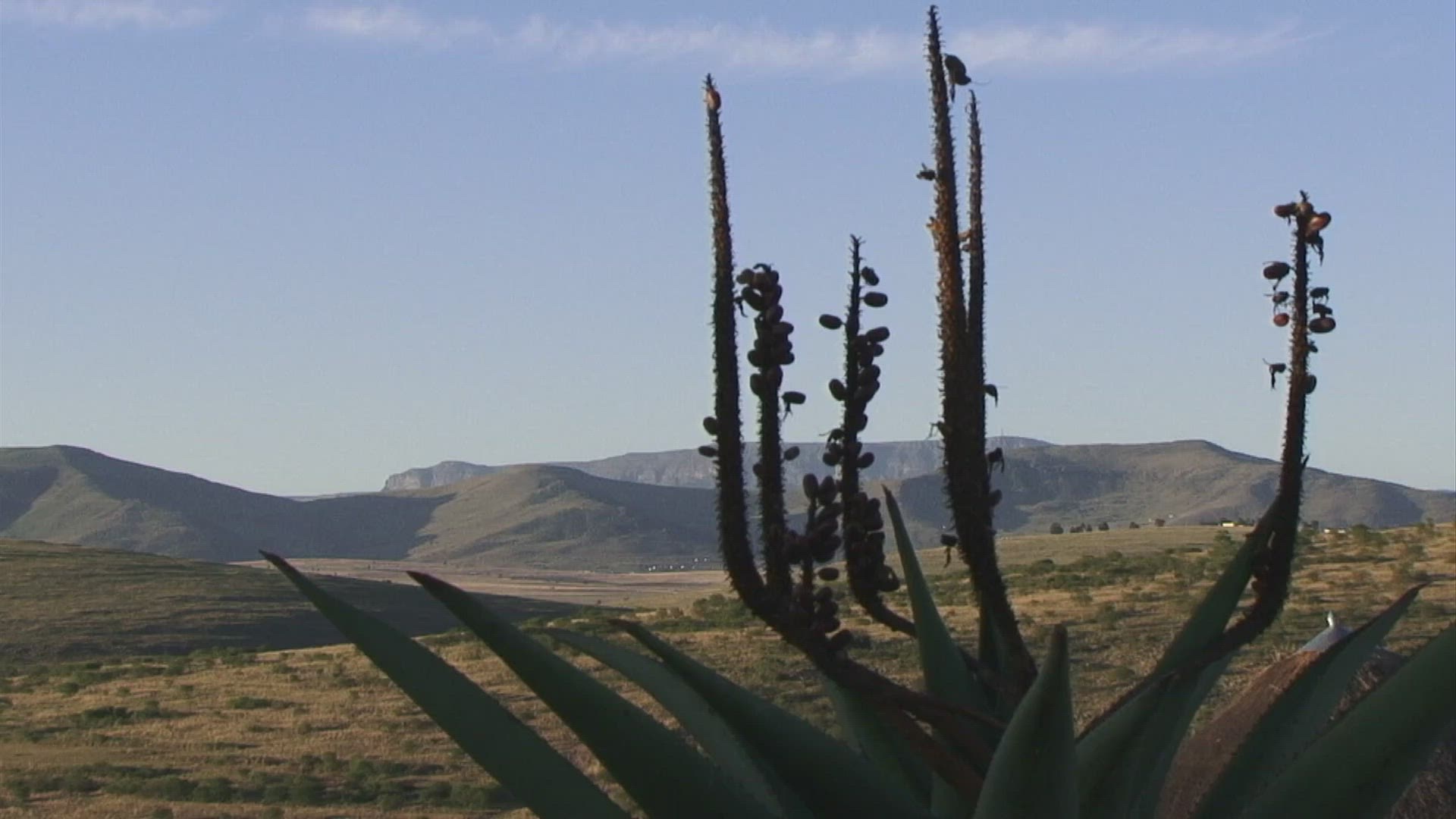 743836059 / Krantz Aloe / Aloe / Lesotho
