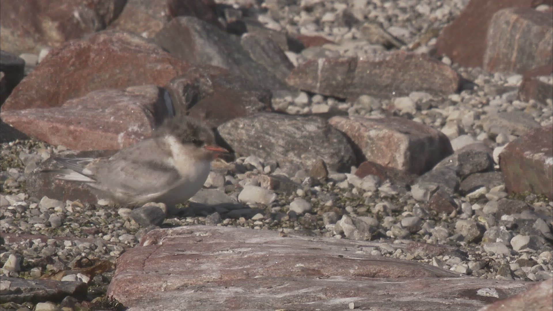 148072457 / Arctic Tern / Crouching / Nunavut