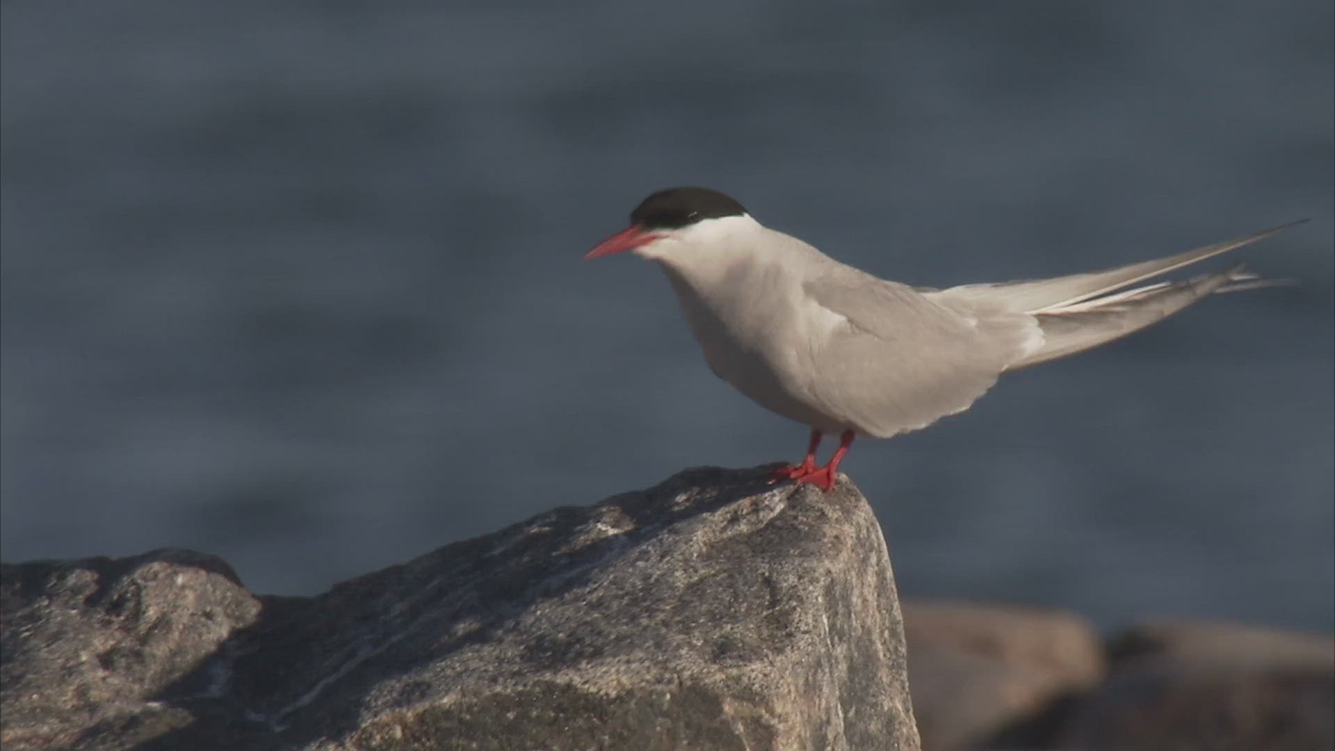 693729708 / Arctic Tern / Crouching / Nunavut