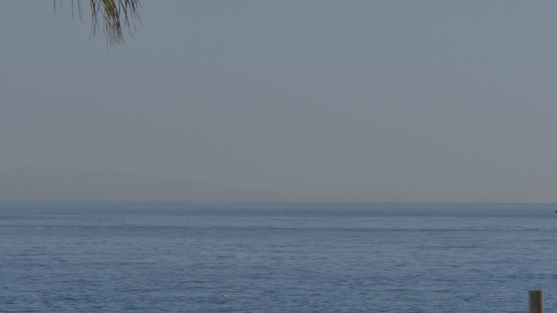 303362971 / Sailing / Tradition / Barcelona