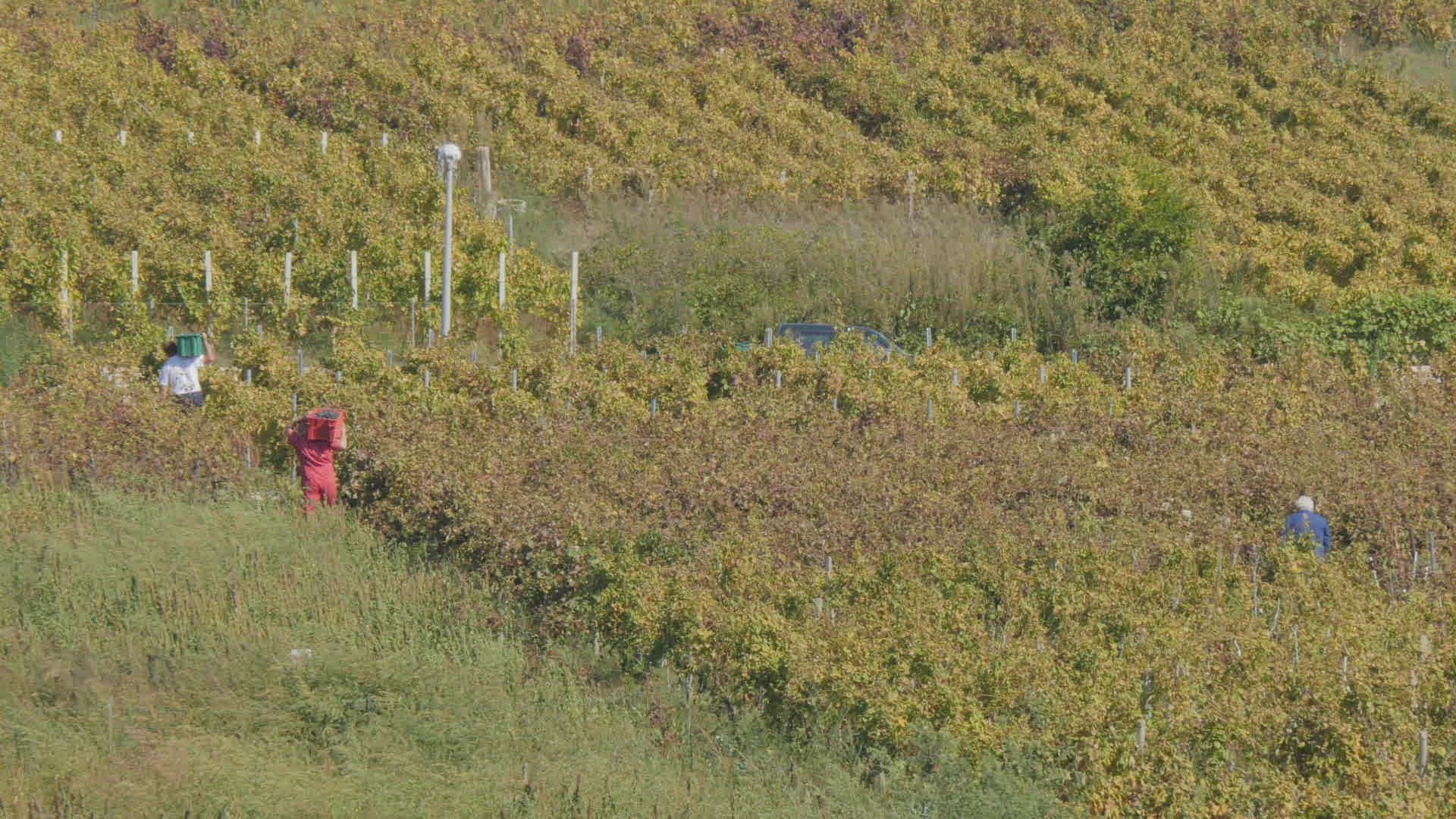 801917673 / Grape / Pipfruit / Dalmatien 801917673 / Grape / Pipfruit / Dalmatien