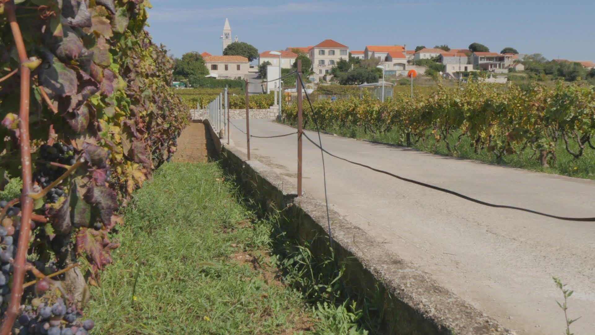 885237212 / Grape / Pipfruit / Dalmatien 885237212 / Grape / Pipfruit / Dalmatien