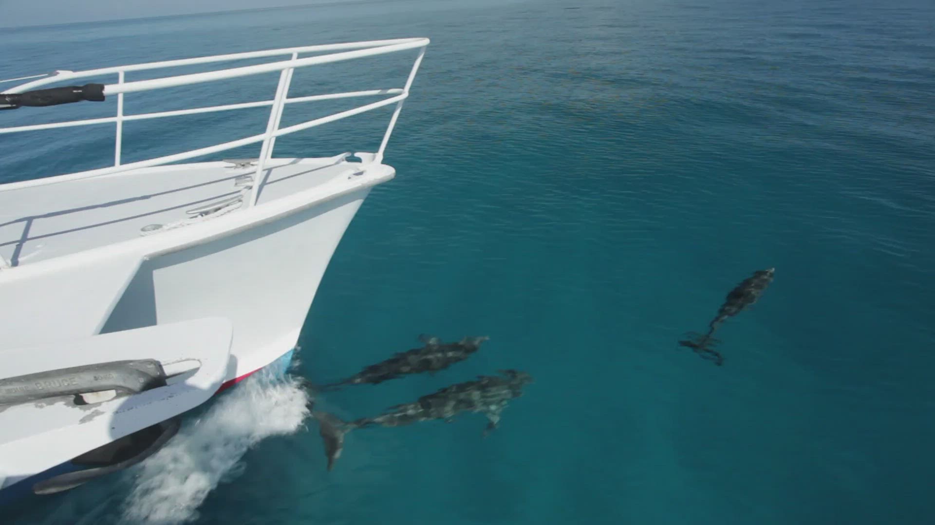 575233726 / Atlantic Spotted Dolphin / Swimming / Splashing