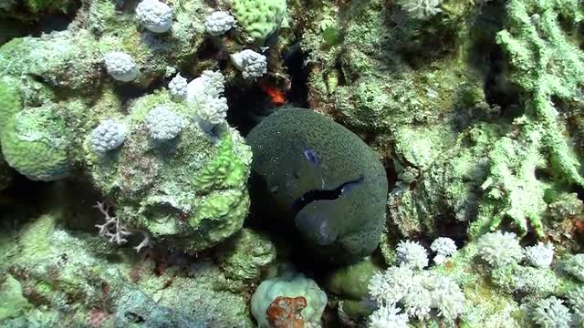 murena in coral reefs, Red sea