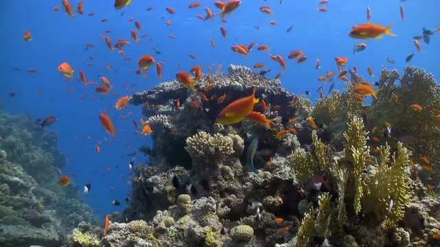 colorful fish on coral reef, Red sea