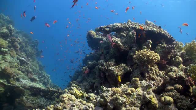 colorful fish on coral reef, Red sea