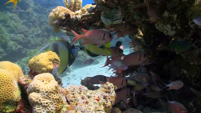 bannerfish on coral reef, Red sea