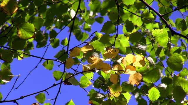 colors of autumn, autumn leaves