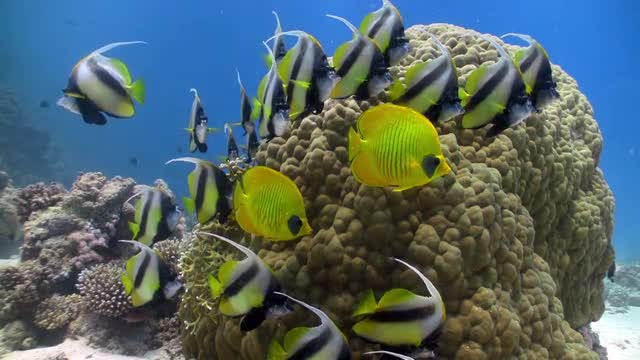 bannerfish on coral reef, Red sea