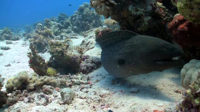 murena in coral reefs, Red sea