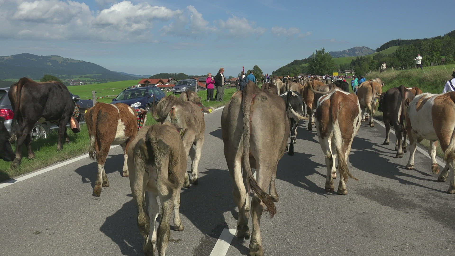 568063387 / Cattle / Walking / Schöllang