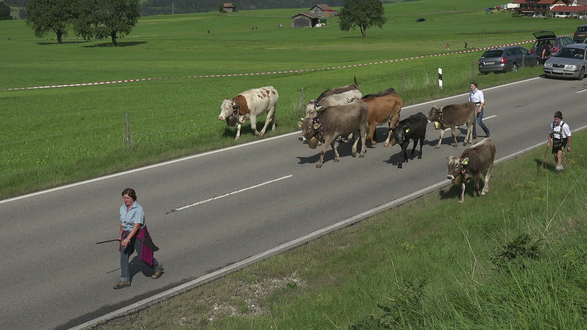 948154828 / Cattle / Walking / Schöllang