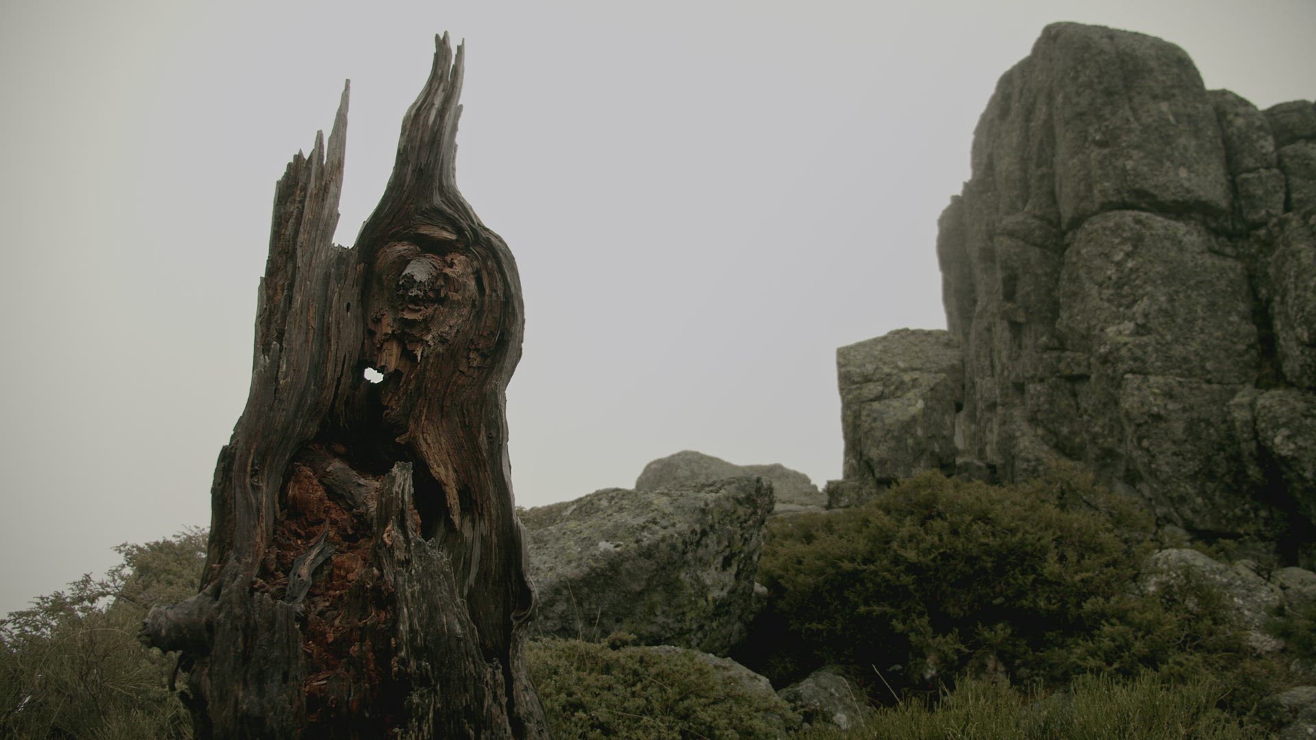 Bear-like tree trunk