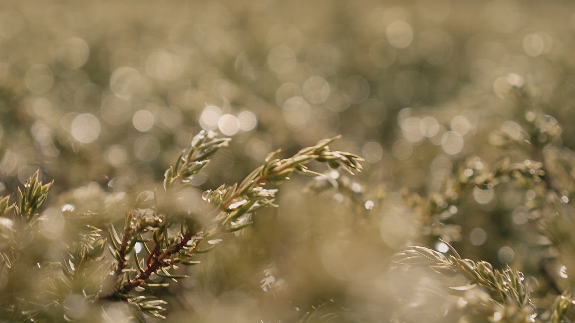 Beautiful close up of dew on bushes
