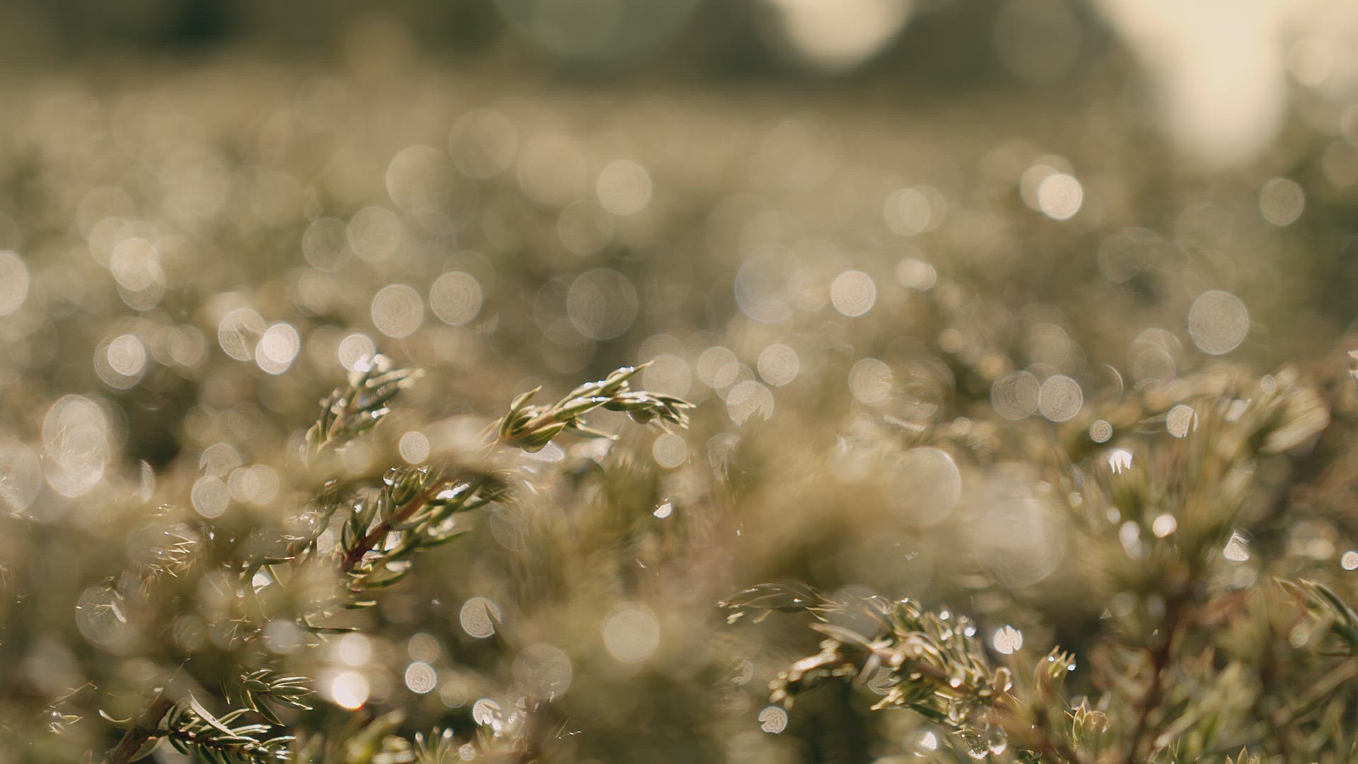 Dew on bushes