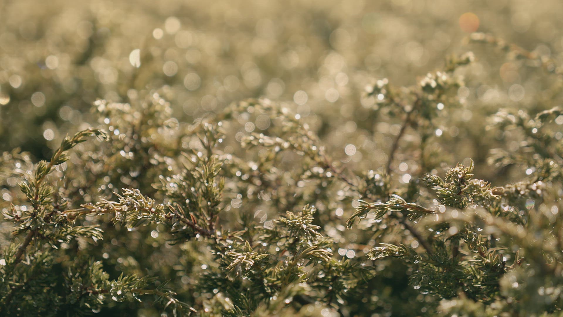 Reflections on the bushes in the bush