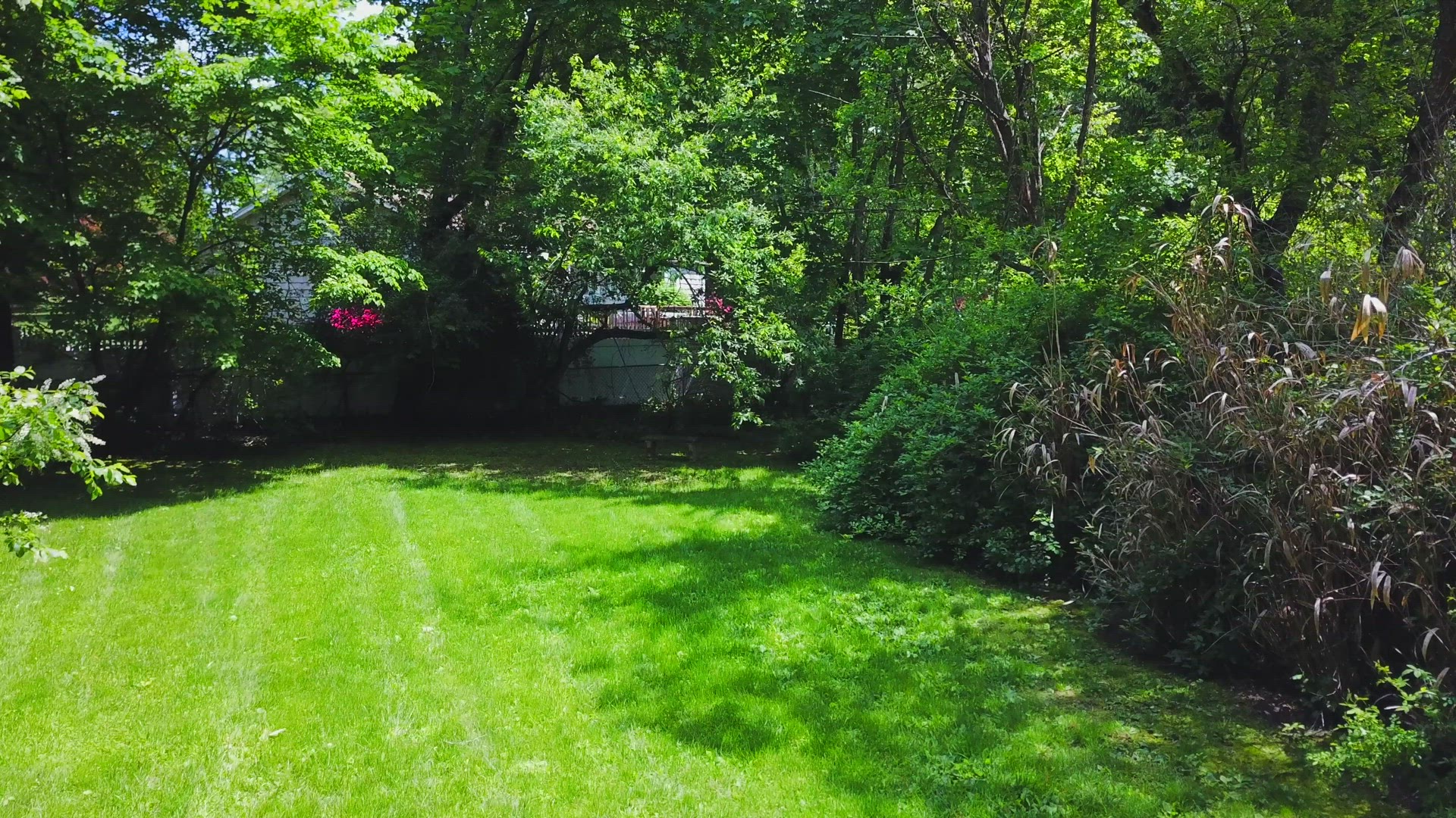 Aerial View of Trees in a Suburban Neighborhood