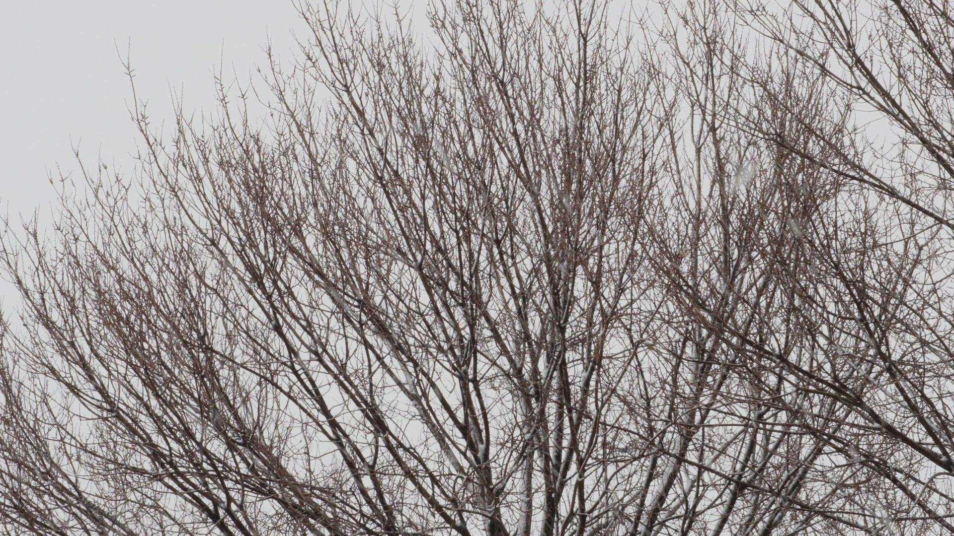 Snow falling on bare tree branches, against pale white background.