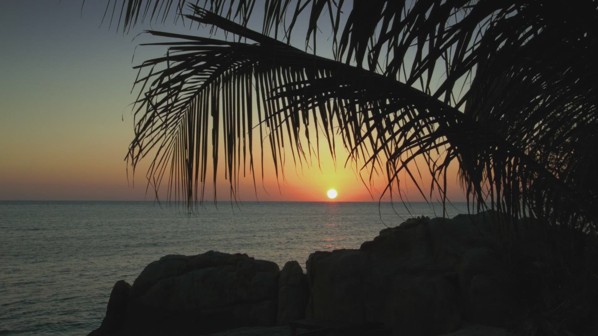 Sea sunset with palm tree silhouette