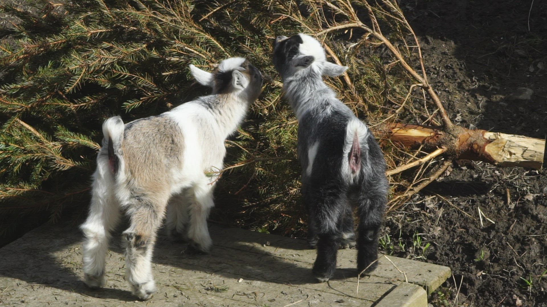baby goats eating on old christmas tree - slowmotion shot