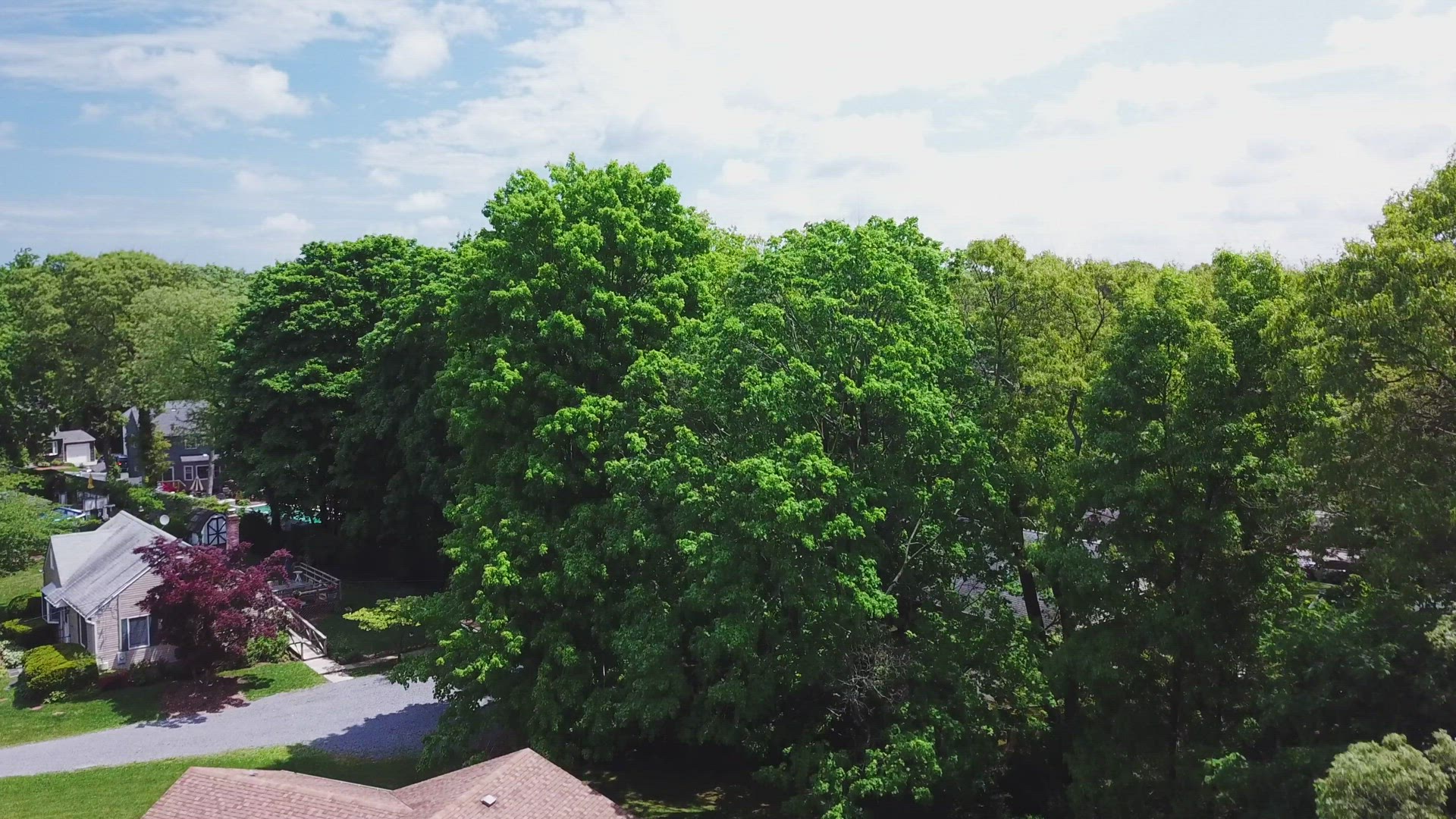 Tree Covered Suburbs in Long Island New York