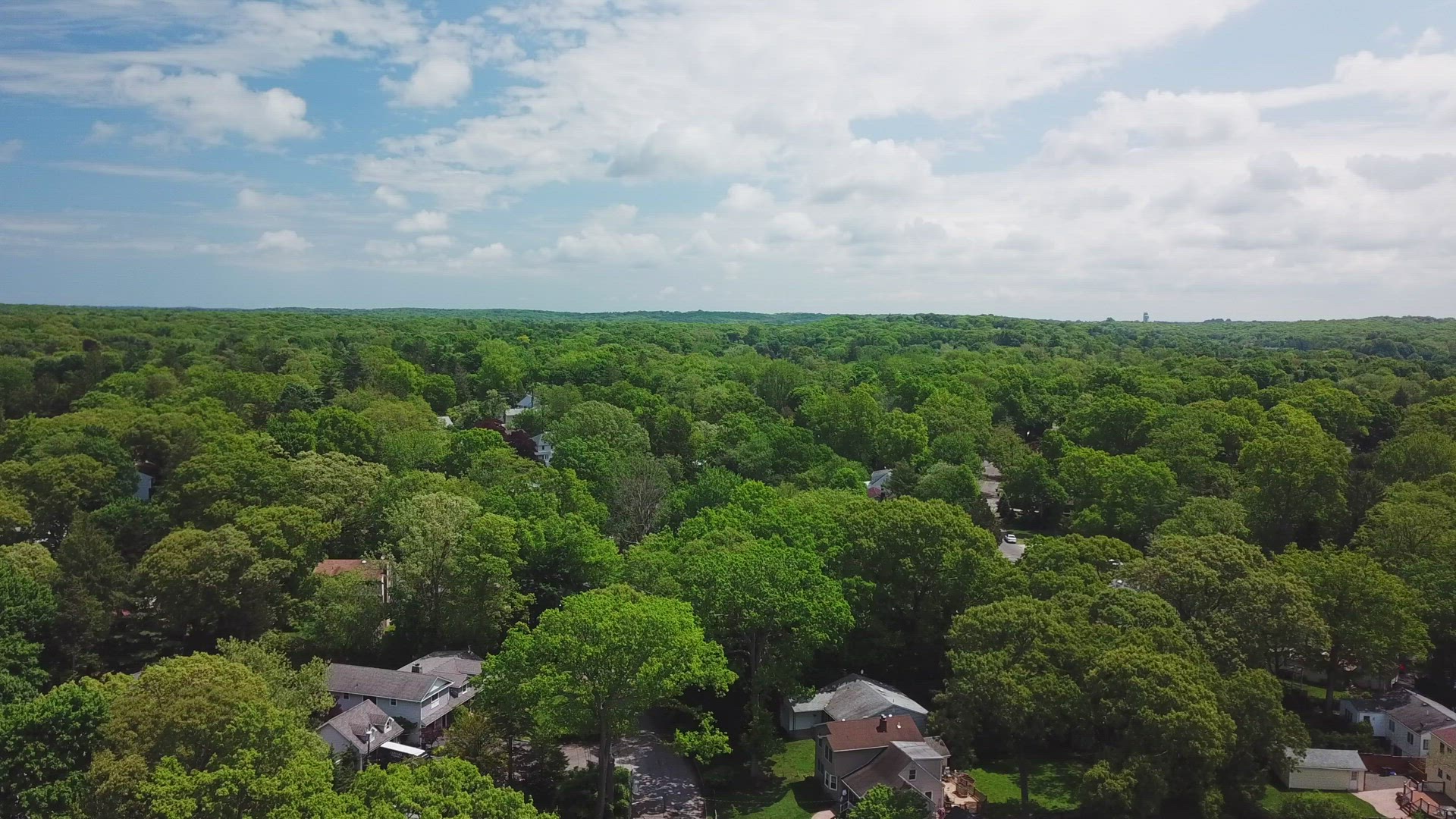 Beautiful View of Trees in the Suburbs of Long Island