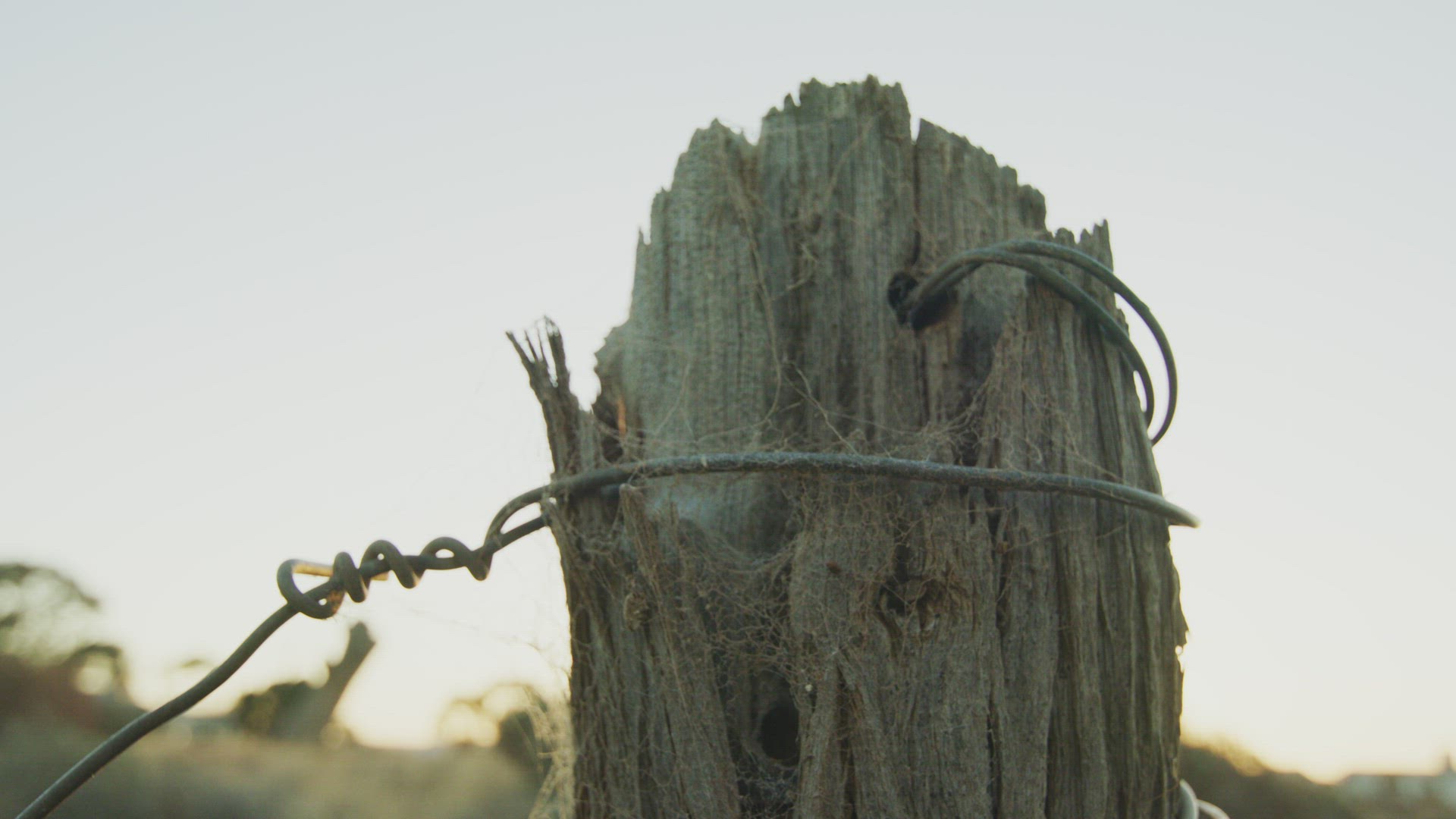 Old Fence post