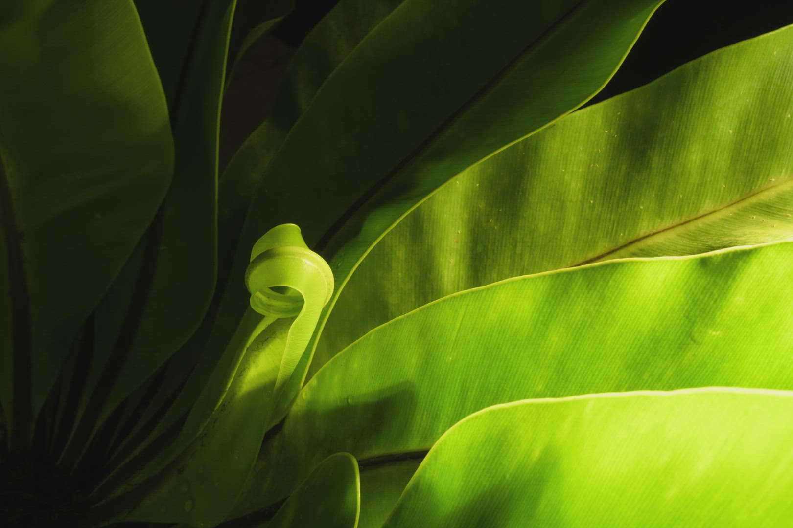 Birds Nest fern nufurl