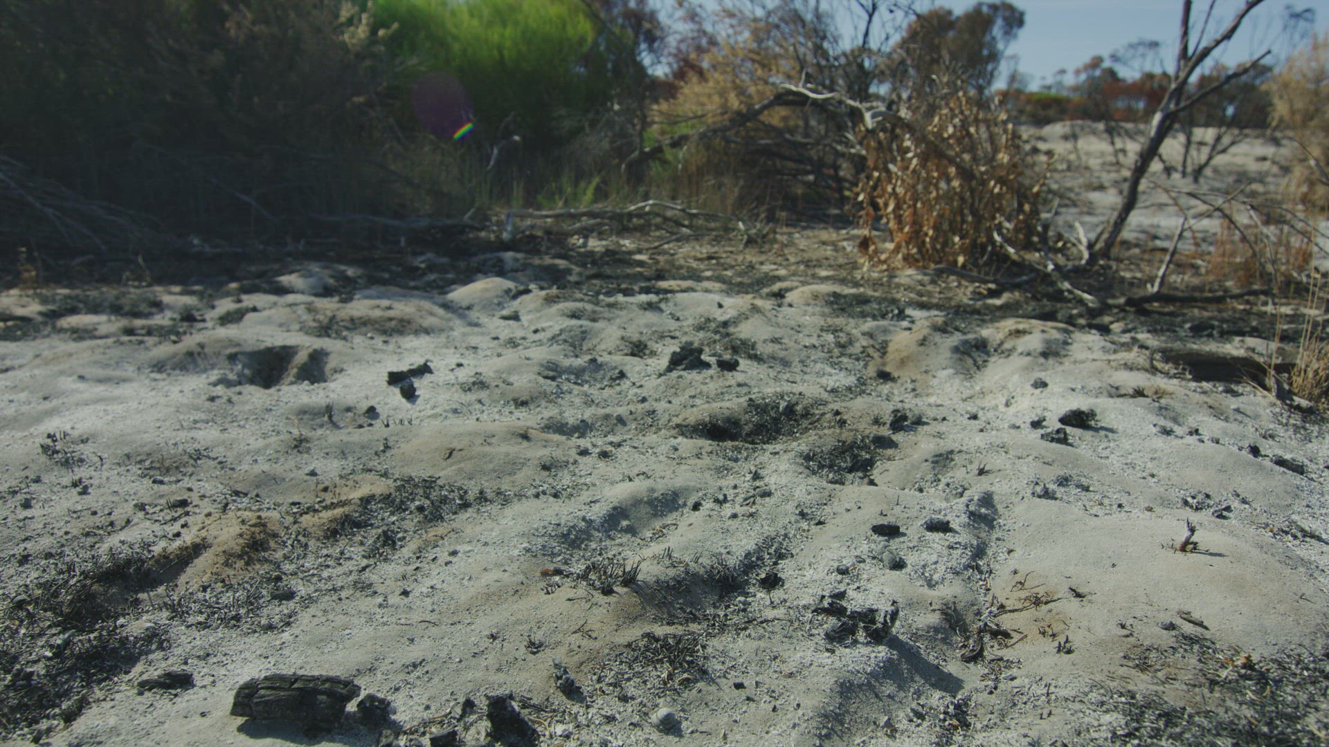 After Bush Fire