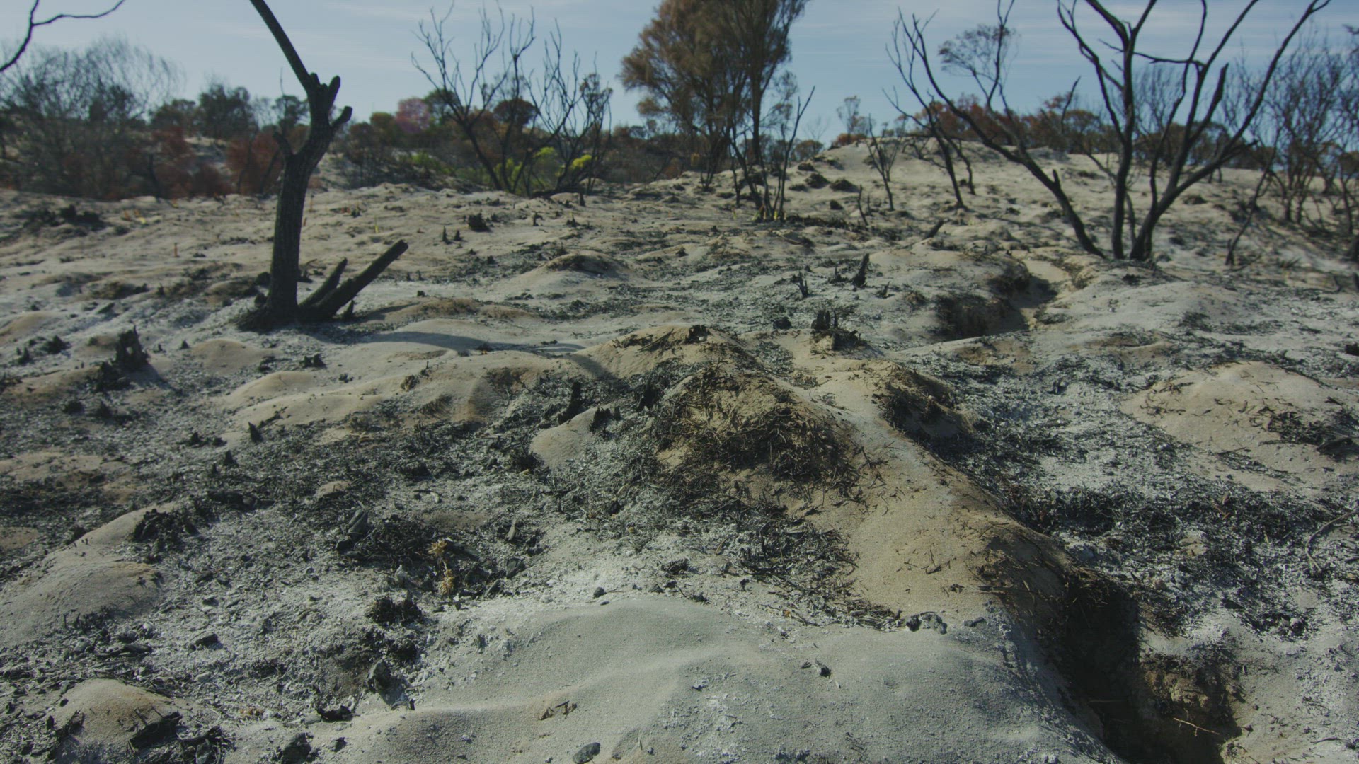 After Bush Fire