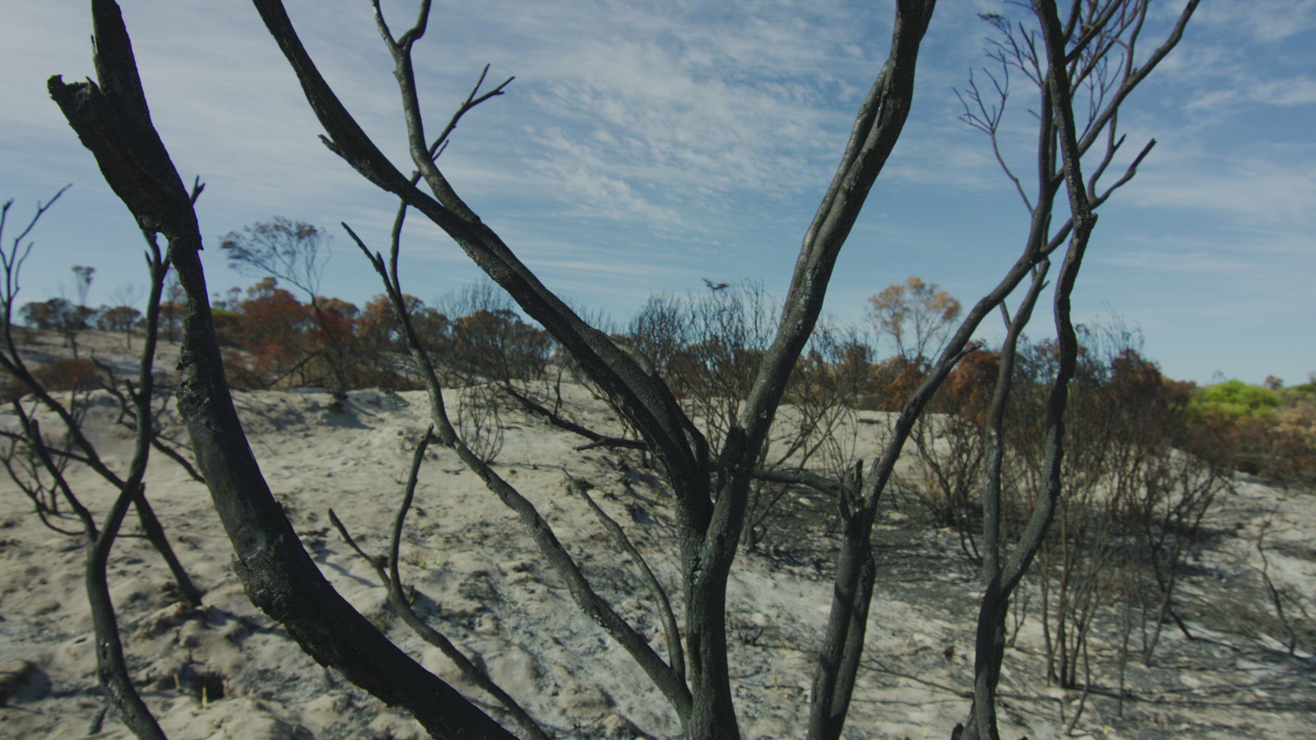 After Bush Fire dead trees
