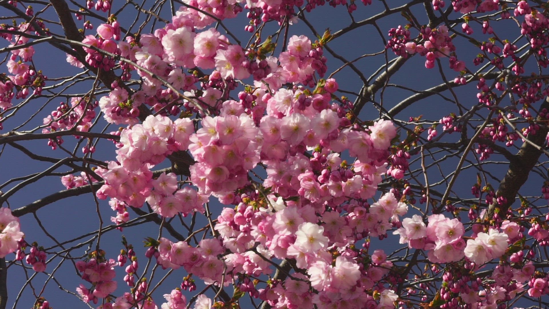 cherry trees in bloom in Stockholm - slowmotion shot