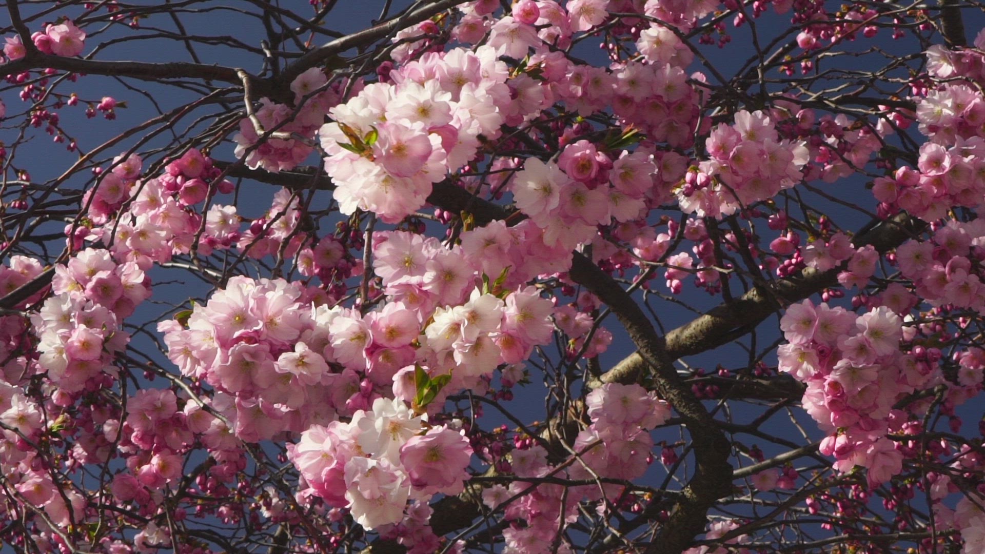 cherry tree in bloom - slowmotion