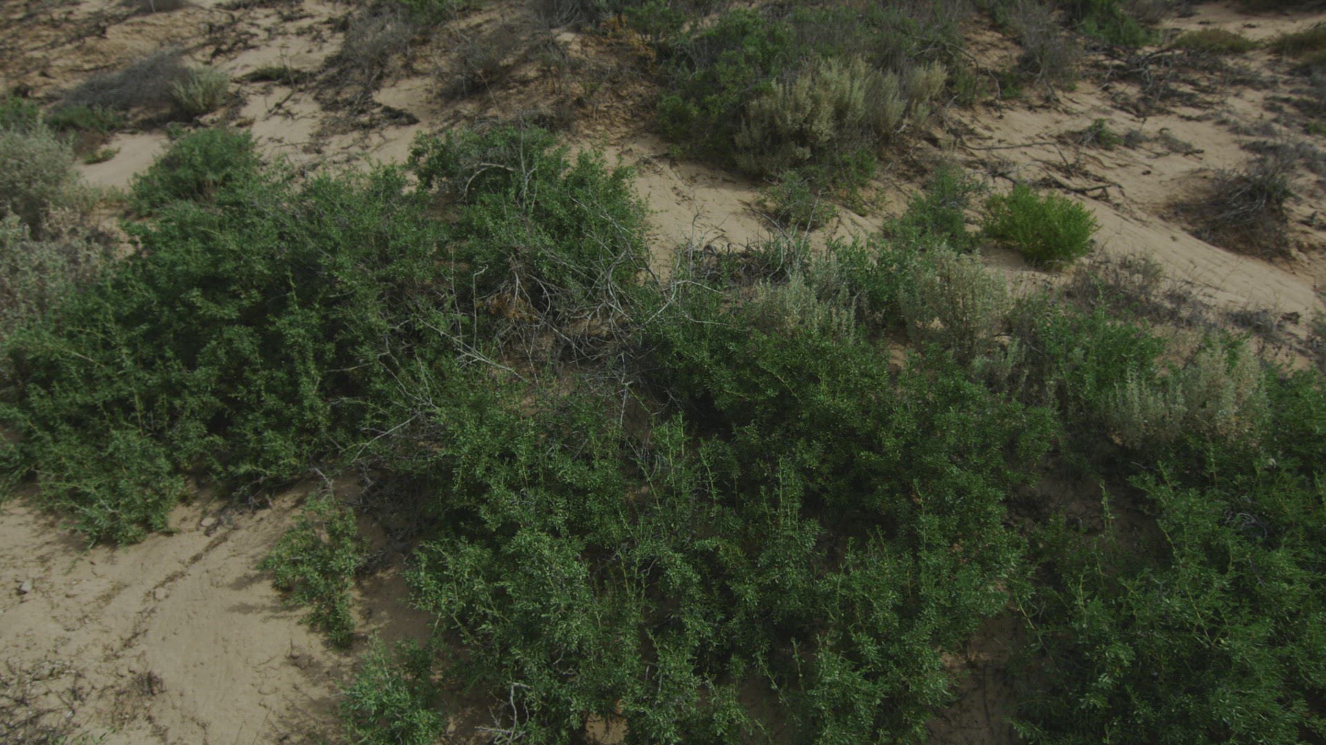 Sand Dunes The Granites Kingston Limestone Coast South Australia